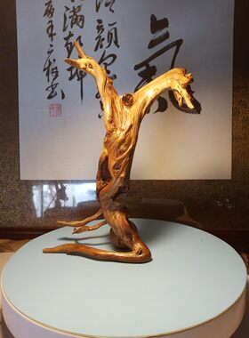 太行崖柏实木弹弓沉化高油