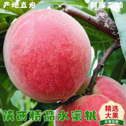 陕西精品脆甜水蜜桃蜜桃