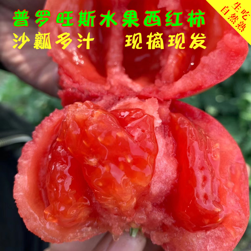 陕西泾阳普罗旺斯水果西红柿现摘现发新鲜番茄自然熟生吃沙瓤多汁