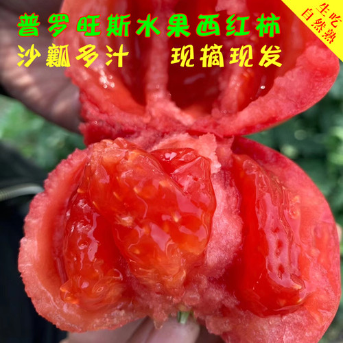 陕西泾阳普罗旺斯水果西红柿番茄
