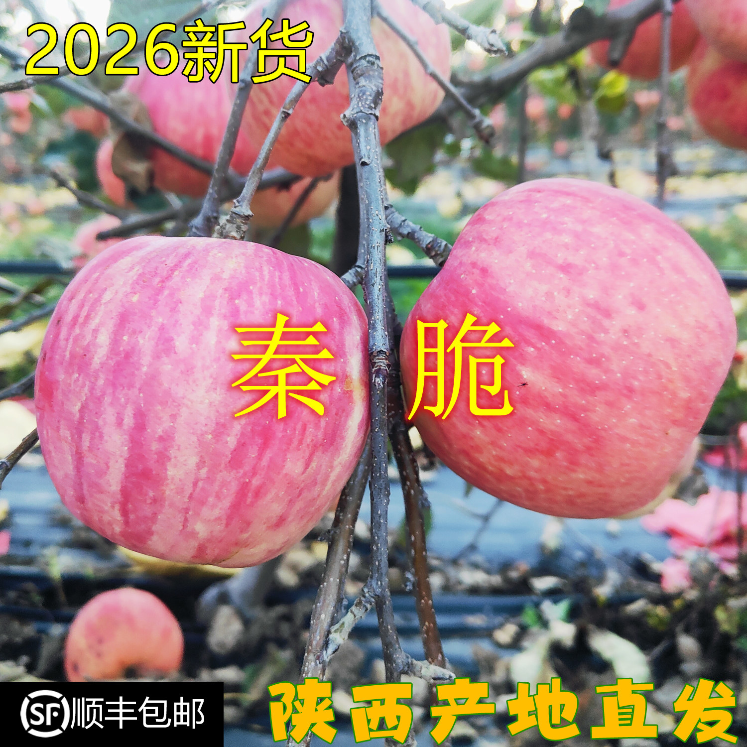 顺丰包邮陕西正宗秦脆苹果纯甜香脆当季现摘现发新鲜采摘皮薄汁多