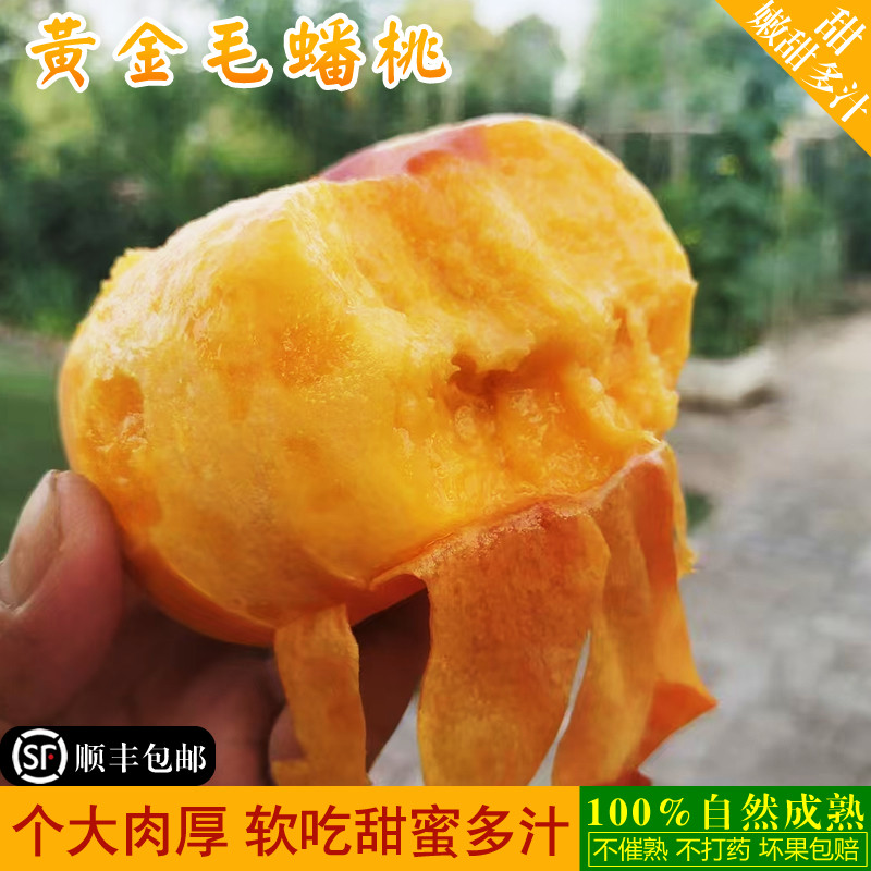 顺丰包邮陕西彩虹黄金毛蟠桃