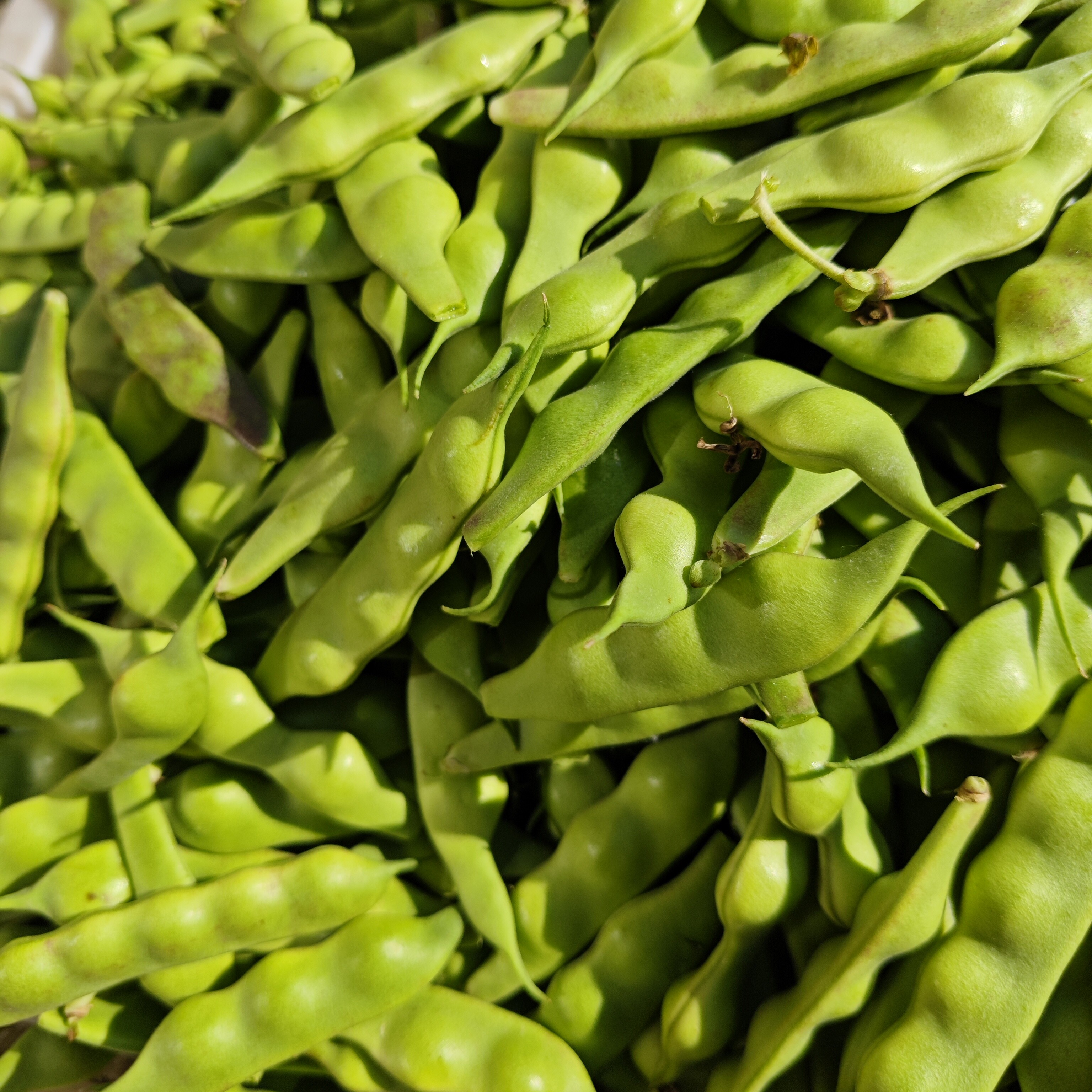 花生几豆角油豆角新鲜蔬菜现摘黑龙江花生几豆角嫩绿鼓豆角东北