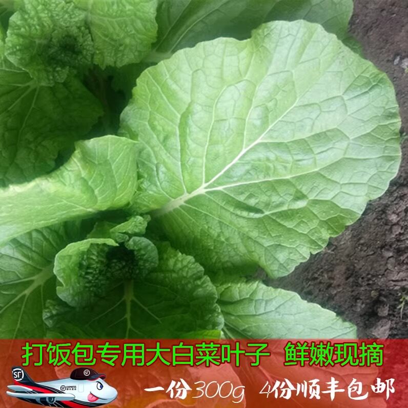 黑龙江蔬菜新鲜大白菜叶东北饭包大白菜叶子蘸酱菜 顺丰包邮