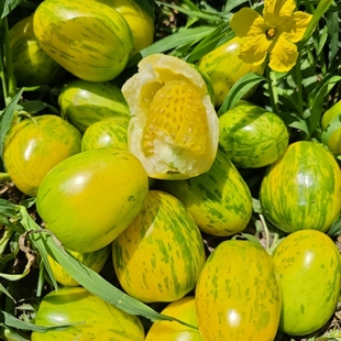 东北黄虎皮柿子，甜面起沙，汁水足，鲜果现摘发货，黑龙江黑土地