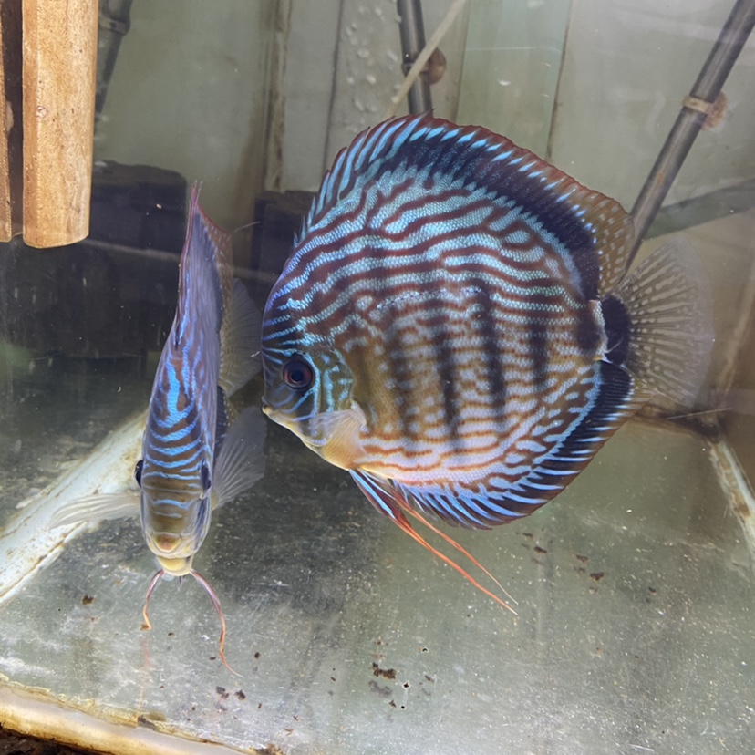 德松七彩神仙小鱼苗活体野血松石热带观赏鱼淡水鱼风水鱼顺丰包邮