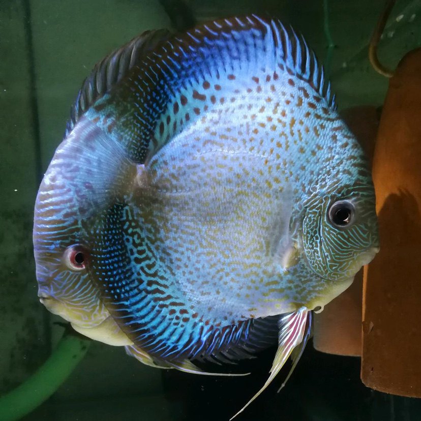 蓝纹七彩神仙鱼活体包邮包活热带观赏鱼淡水鱼