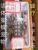 免邮 费 蜂疗蜜蜂活体蜜蜂群蜂蛰蜂毒植物授粉亲子娱乐活体蜂蜜宠物