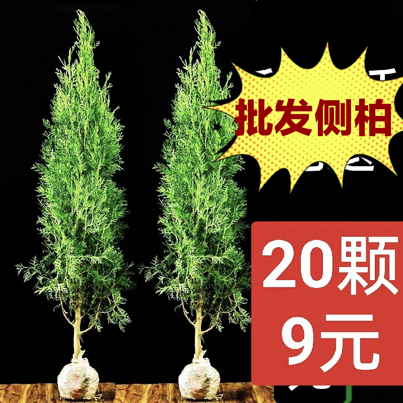 塔柏树苗柏树苗侧柏树苗龙柏树苗松柏扁柏苗柏树树苗绿化苗松树苗