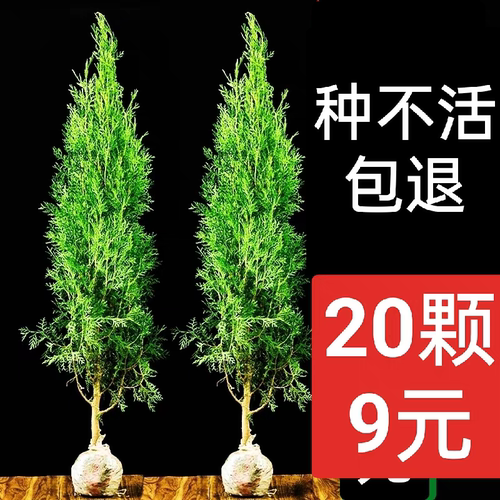 塔柏树苗柏树苗侧柏树苗龙柏树苗松柏扁柏苗柏树树苗绿化苗松树苗