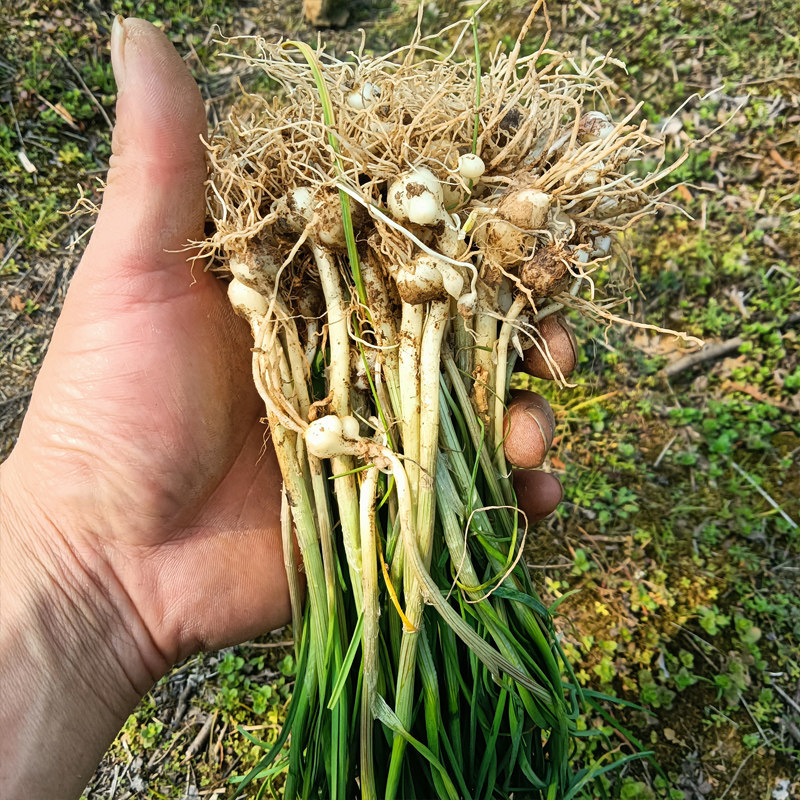 贵州野葱野生小根蒜食用新鲜野葱野菜胡葱薤白现挖野蒜野山葱250g,水产肉类/新鲜蔬果/熟食,其它,淘宝优惠券,粉丝福利购,淘宝优惠卷