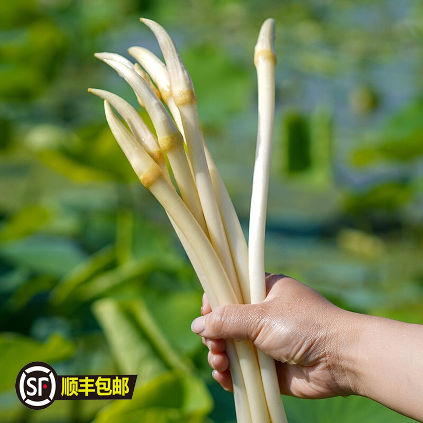 湖北农家现挖无农残脆嫩藕带