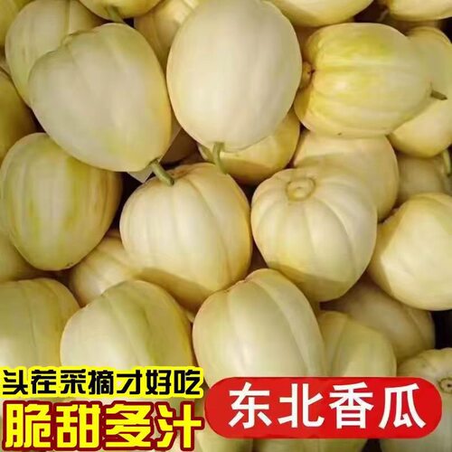 东北香瓜精蜜甜瓜新鲜当季精典时令水果特产小甜瓜白糖蜜瓜现摘