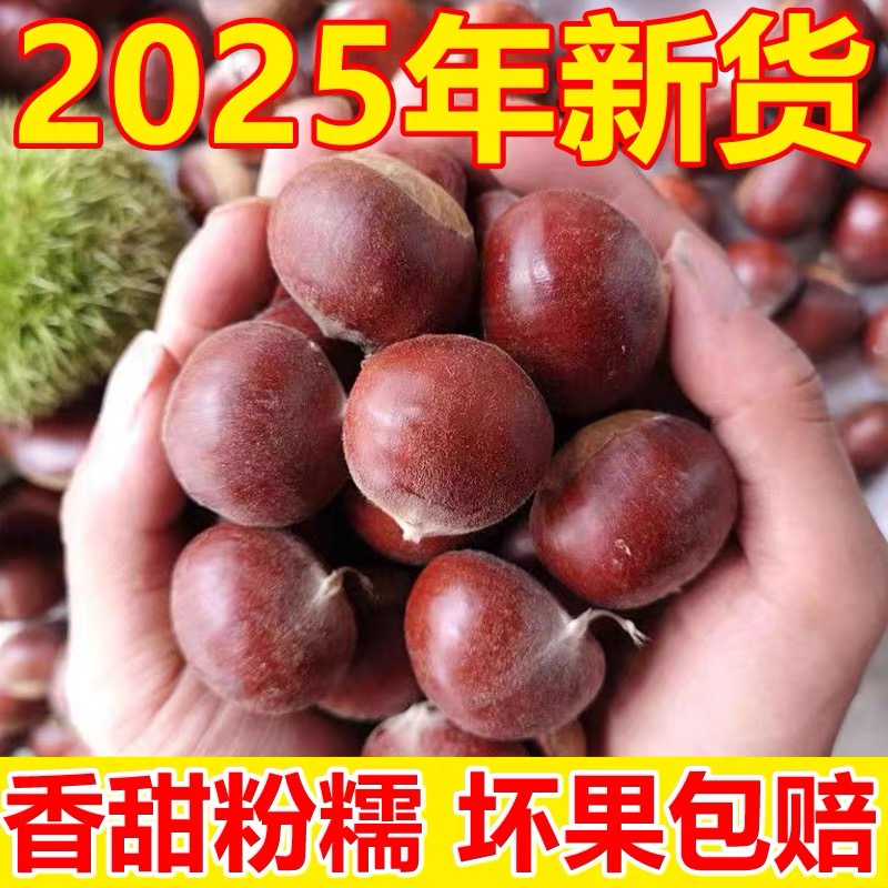 2025年新货新鲜板栗刺球 农家山货现摘现发 生板栗嫩板栗带刺栗子