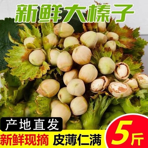 现货东北新鲜榛子现摘带皮生水仁大榛子2026年绿皮新鲜坚果3/5斤