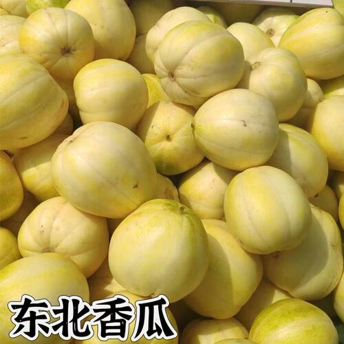 正宗东北香瓜老品种甜瓜新鲜水果精蜜当季现摘现发白糖香瓜脆甜瓜