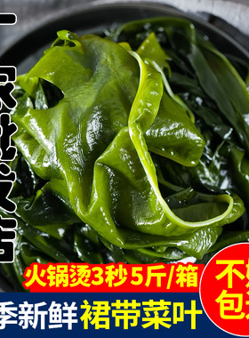 新鲜裙带菜叶5斤装无盐无沙