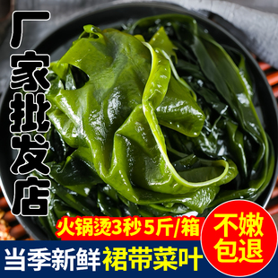 新鲜裙带菜火锅三秒菜盐渍裙带菜叶嫩芽半干货海带汤凉拌菜食材