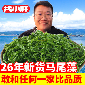 鞭炮笋长寿菜新鲜海草5斤马尾藻