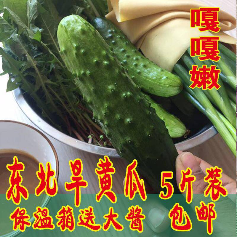 东北特产旱黄瓜新鲜绿色蔬菜秋水果黄瓜小黄瓜嫩青瓜5斤特价包邮 - 实物图