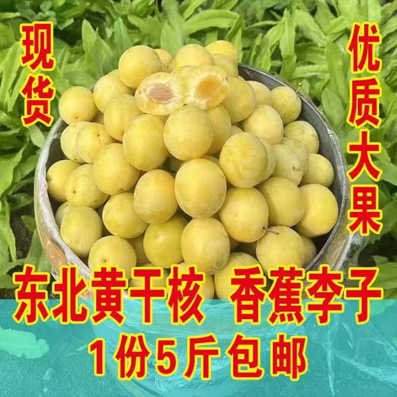 吉林九台晚黄李子香蕉李子东北特产干核李子干碗李子一份5斤包邮