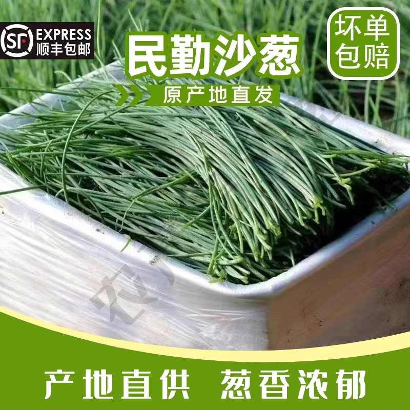 【顺丰包邮】甘肃民勤沙葱新鲜现摘现发顺丰陆运冰袋保鲜脆嫩爽口