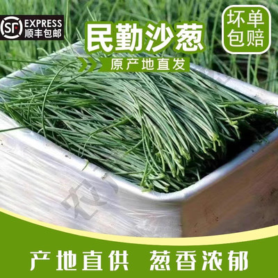 【顺丰包邮】甘肃民勤沙葱新鲜现摘现发顺丰陆运冰袋保鲜脆嫩爽口