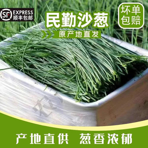 【顺丰包邮】甘肃民勤沙葱新鲜现摘现发顺丰陆运冰袋保鲜脆嫩爽口