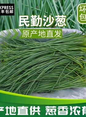 【顺丰包邮】民勤特产新鲜沙葱小葱香葱辛香脆爽美味可口现摘现发
