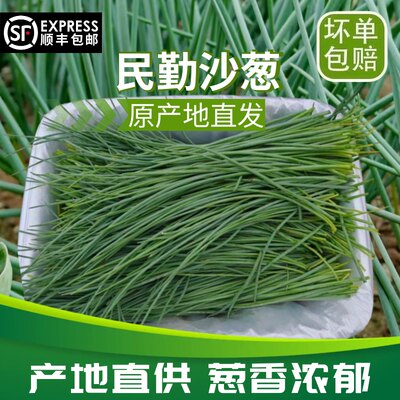 【顺丰包邮】民勤特产新鲜沙葱小葱香葱辛香脆爽美味可口现摘现发