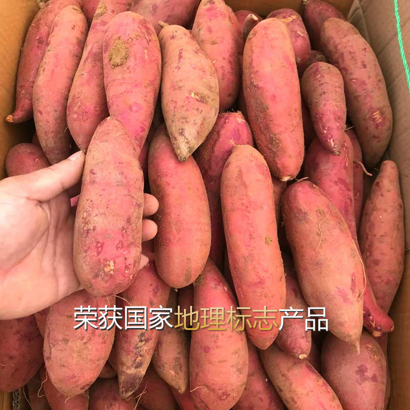 现挖番薯西瓜红红薯红心蜜薯湛江