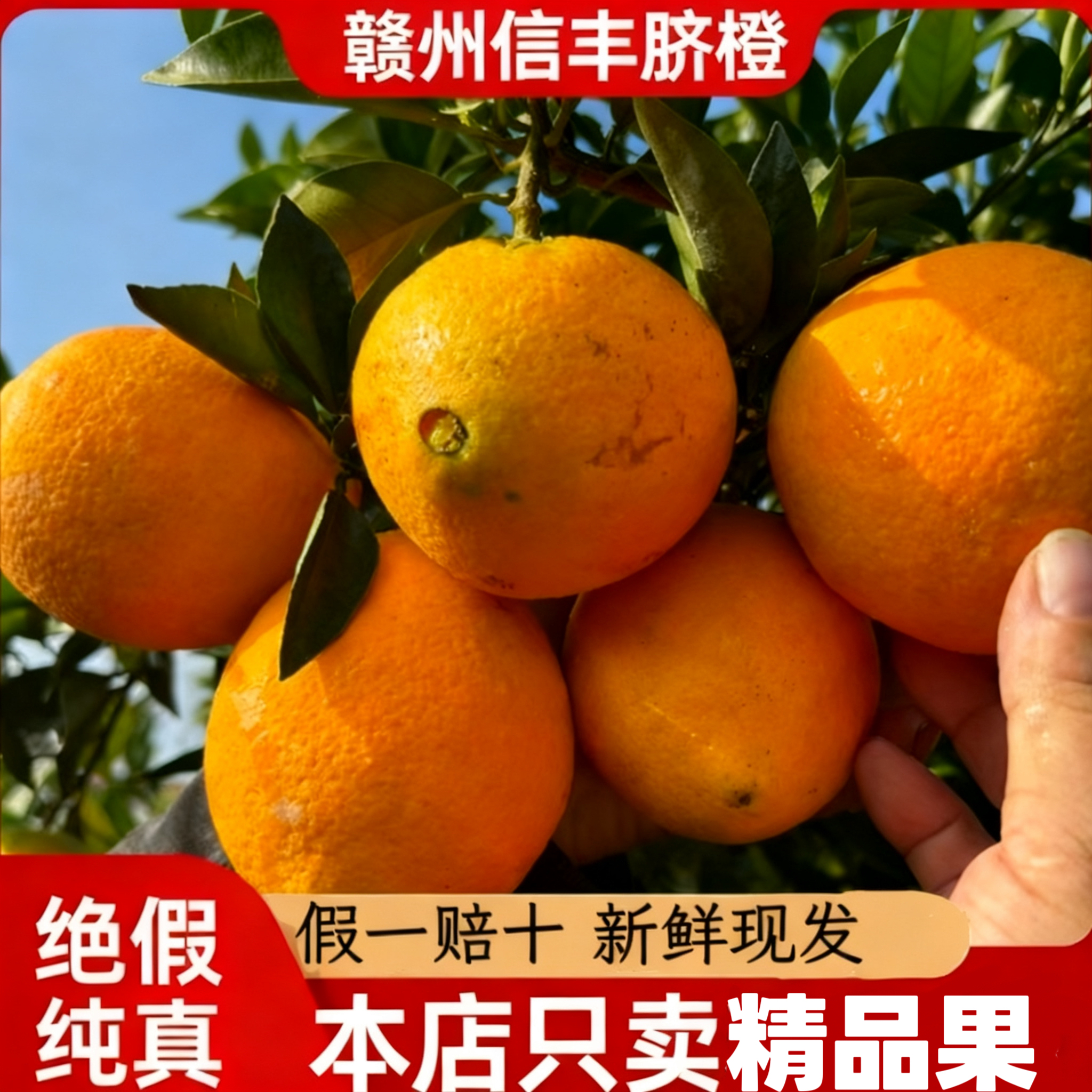 赣南信丰脐橙10斤20斤现摘