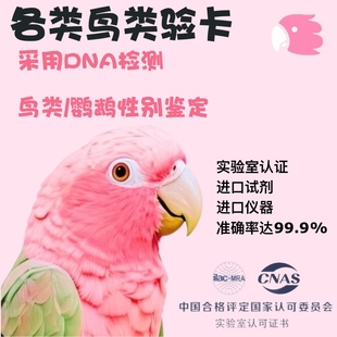 鹦鹉验卡牡丹DNA检测公母鸟类雀类性别鉴定电子表格