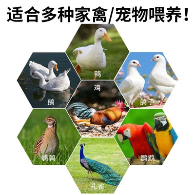 鸡鸭鹅信鸽子猫狗兔子鱼自动喂食器喂料机投食器用品用具定时定量