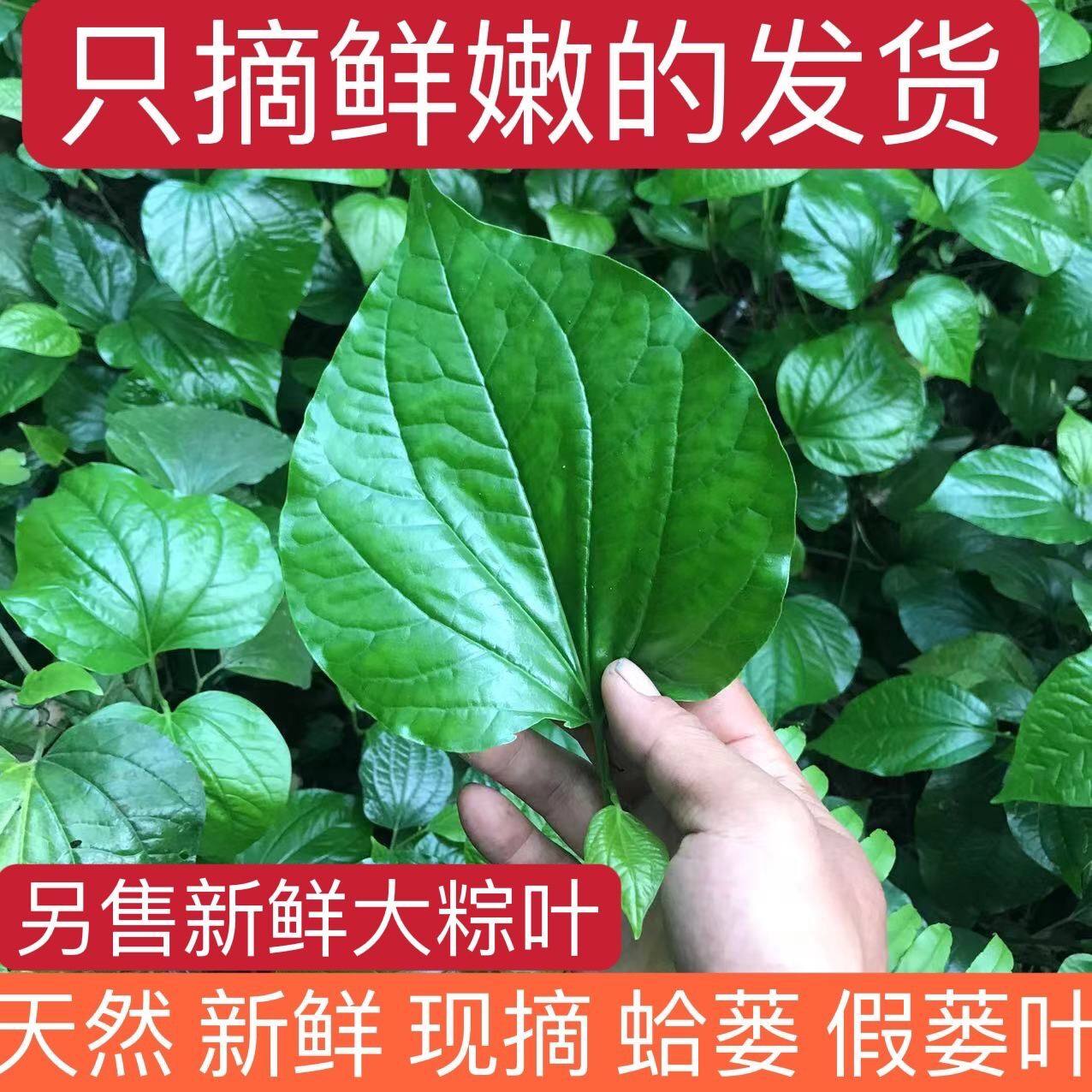 现摘新鲜蛤蒌叶 假蒌叶 青蒌叶 蛤蒌纯叶子假娄菜野菜急捞
