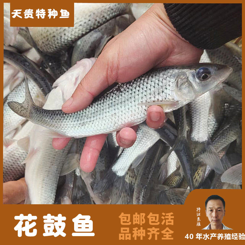 禹洋水产淡水花鼓鱼四鳃鲈花骨鱼花鮕季鱼季郎鱼渔场包邮包活规格