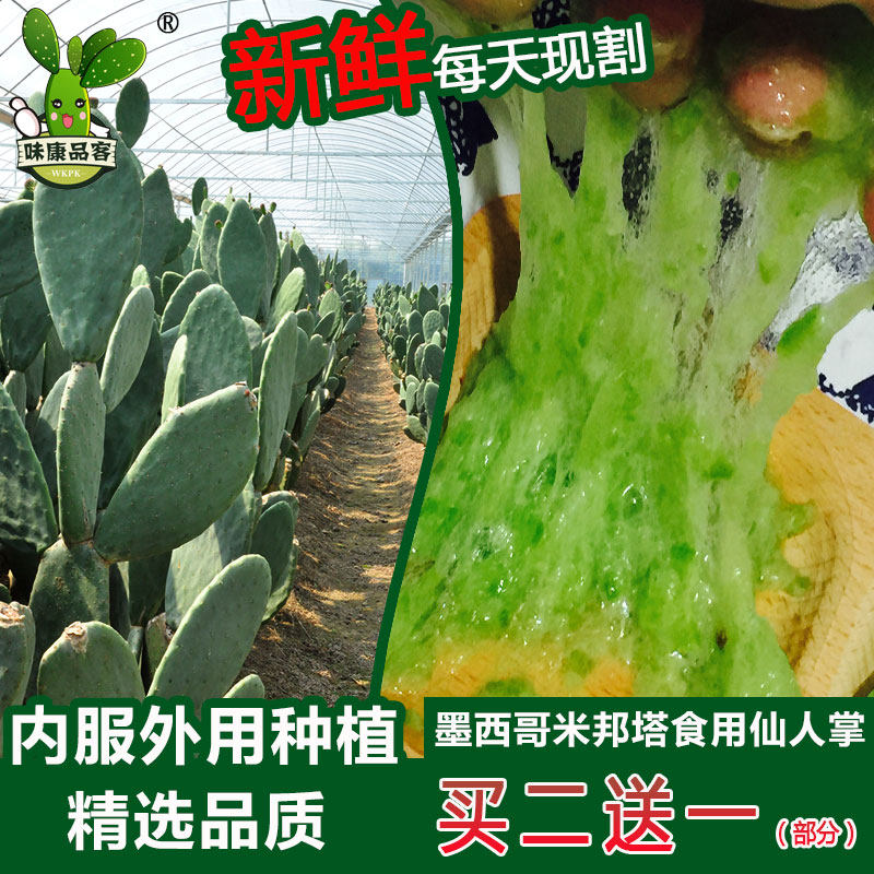 新鲜墨西哥米邦塔食用仙人掌绿色多肉植物盆栽药用美容院外敷内服 味康品客仙人掌种植专业合作社 淘优券