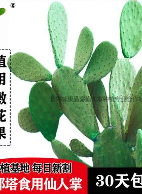 仙人掌盆栽 绿色植物 墨西哥米邦塔食用仙人掌 嫁接 陆龟美容包邮