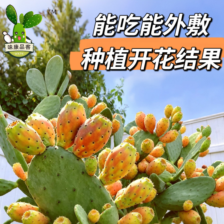 基地直发生吃食疗外敷盆栽仙人掌