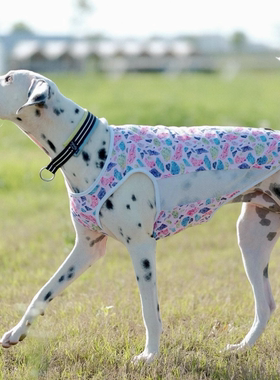 DGDG彩虹狗狗凉凉背心 2025新款 夏季冰丝透气防晒衣 狗狗凉凉衣