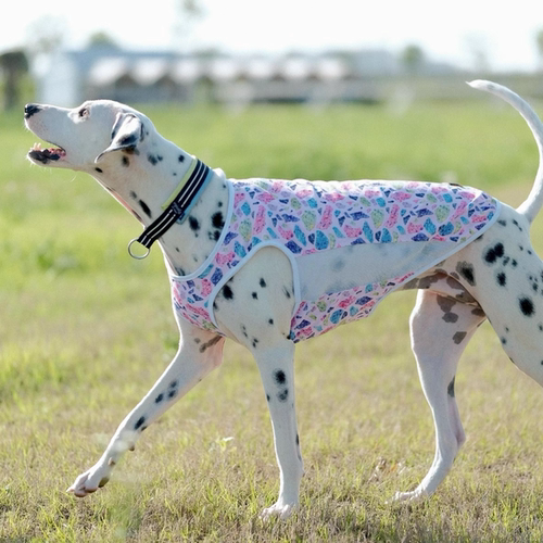 狗狗凉凉背心2025新款