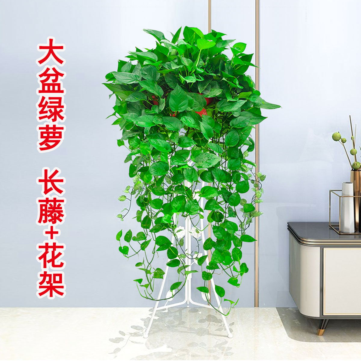 超大盆绿萝长藤室内绿植垂吊客厅大盆栽爬墙大叶绿箩带花架大型