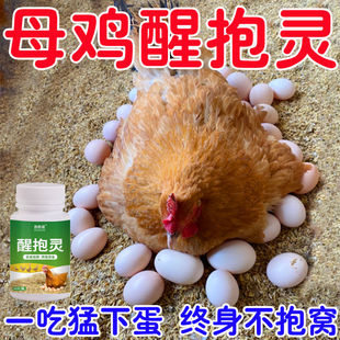 母鸡抱窝醒速效醒抱灵不让母鸡孵化扒窝抱窝灵番鸭醒窝饲料添加剂