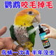 鹦鹉专用驱虫喷雾鹦鹉不啄毛杀菌抑菌体外清蜱虫寄生虫亮羽祛螨