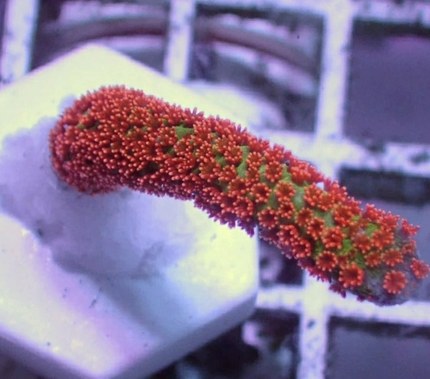 所罗门叠瓦 微孔 绿叠瓦