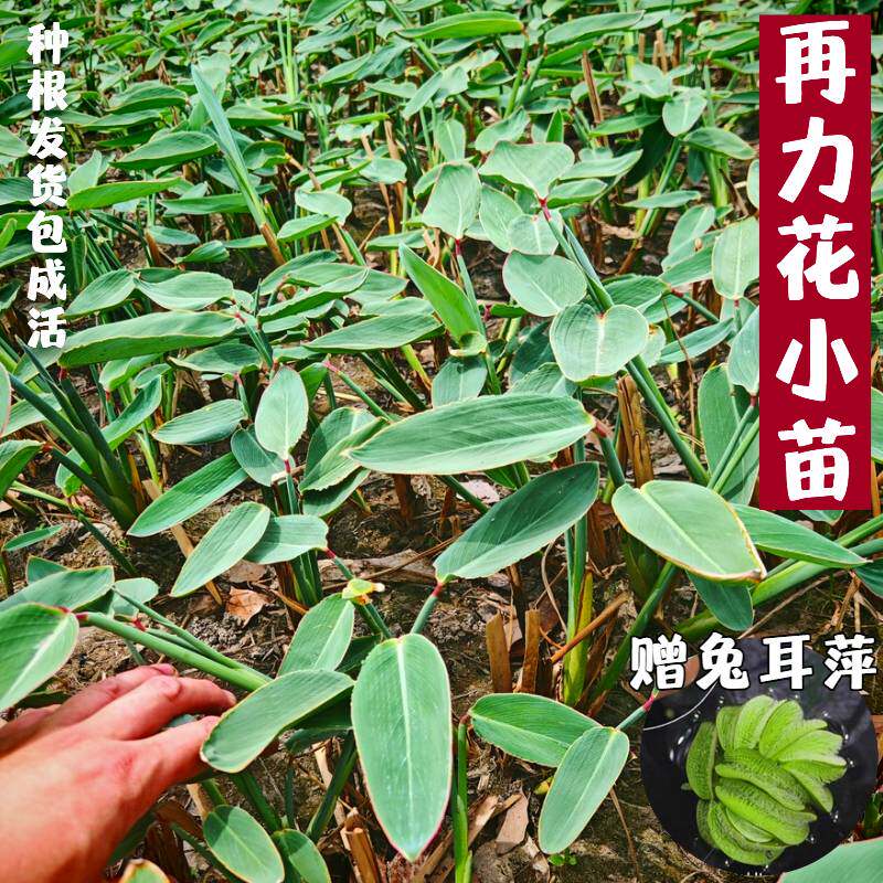 再力花苗水生植物庭院鱼塘水池边湿地种植盆栽水培水养花卉水竹芋