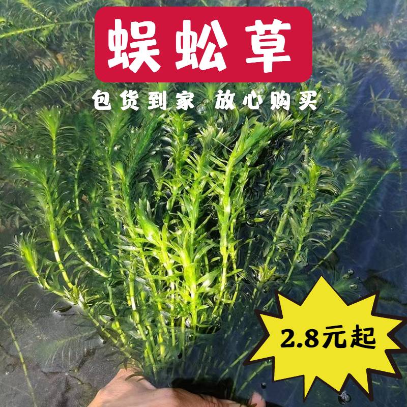 蜈蚣草水草后景水草养龟养鱼草缸