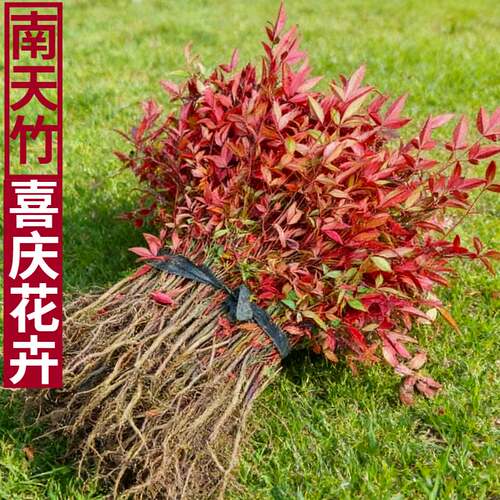 南天竹红叶盆栽带土球庭院绿化