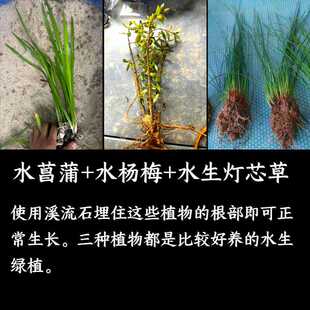水生植物水菖蒲水杨梅灯芯草水陆缸造景套餐净化水质鱼缸盆栽绿植