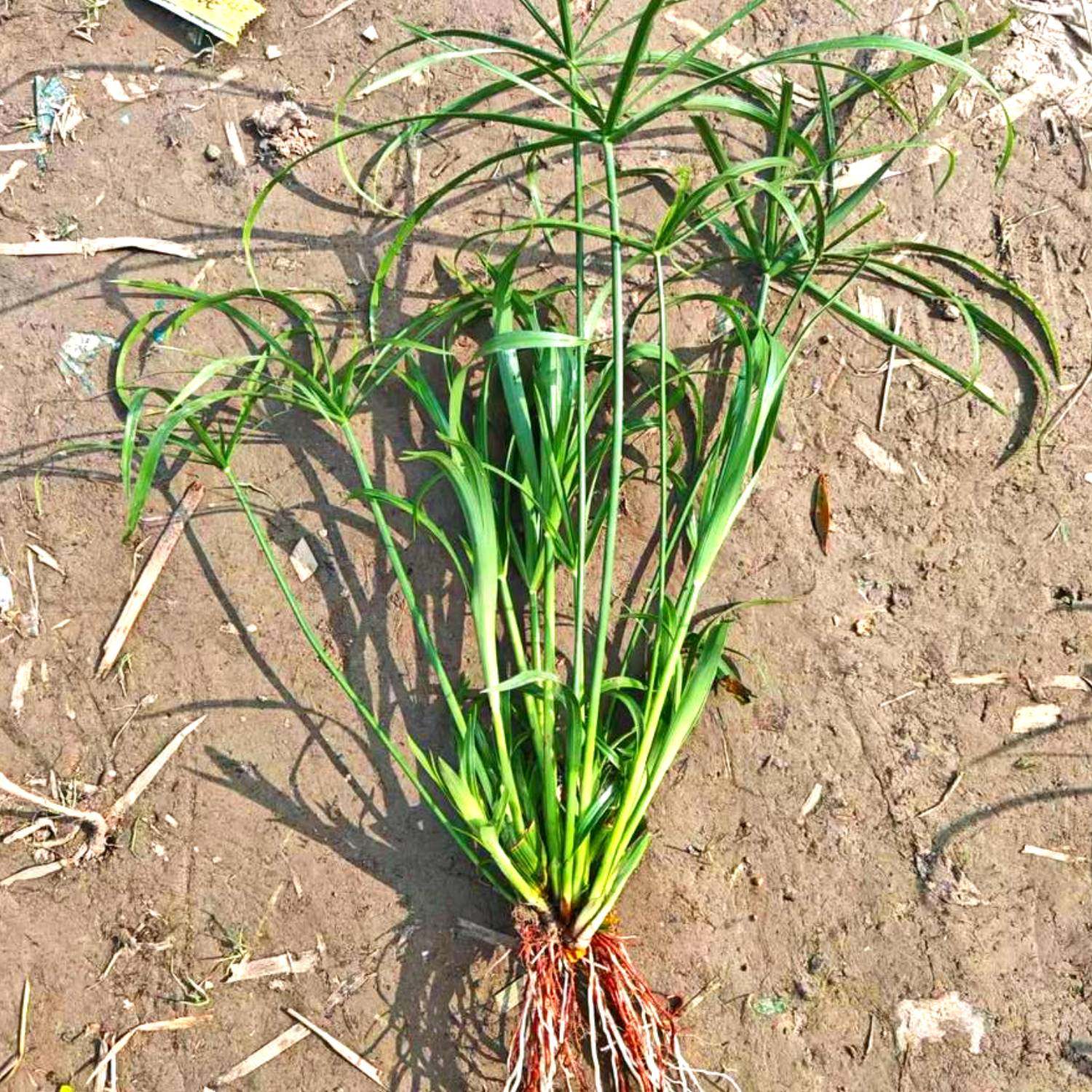 水培水竹鱼缸造景优质直发阳光绿植大厅庭院园林观赏性的挺水植物